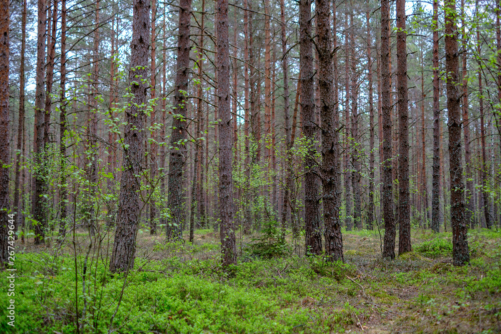 dense tree trunk wall growe texture in the forest in spring dense tree trunk wall growe texture in the forest in spring