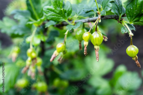 Small berries of green agrus on a branch. Selective focus.