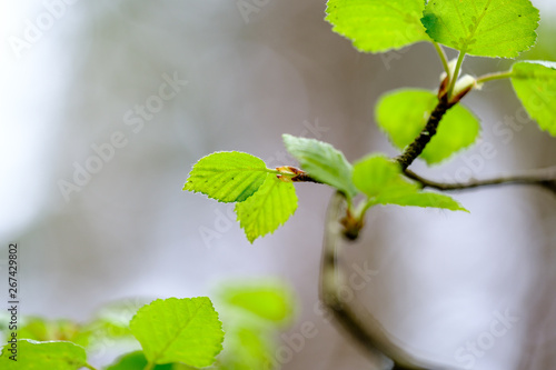 fresh young tree leaves in spring