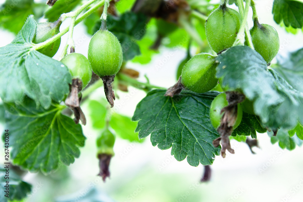 Small green currant berries on a branch.
