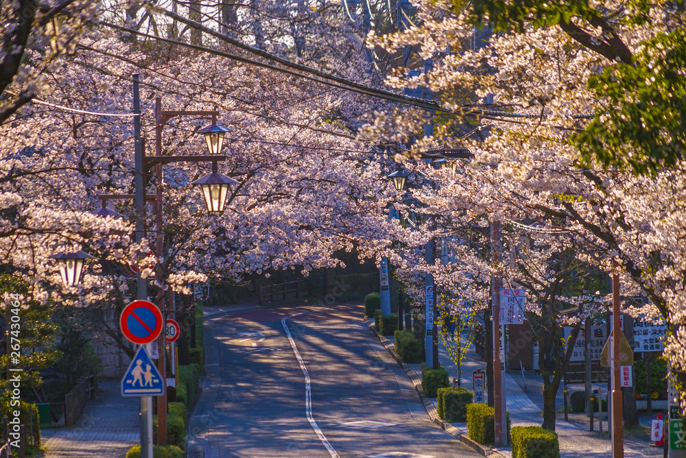 調布市深大寺の桜と街並み Stock Photo Adobe Stock 調布市深大寺の桜と街並み Stock Photo Adobe Stock