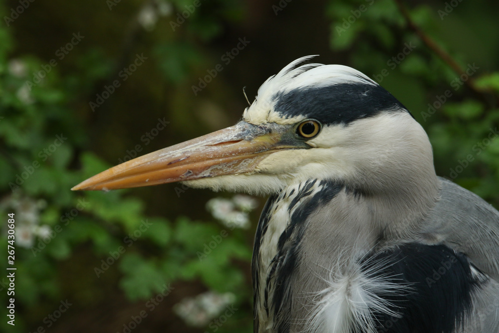 A head shot of a pretty Grey Heron, Ardea cinerea, hunting at the edge of a river.	