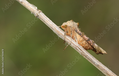 A pretty Angle Shades Moth, Phlogophora meticulosa, resting on the stem of a plant.  © Sandra Standbridge