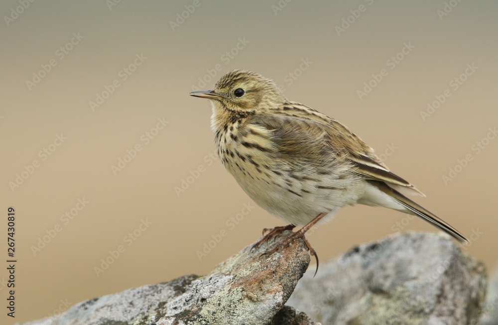 A pretty Meadow Pipit, Anthus pratensis, perched on a rock in the moorlands of Durham, UK. A pretty Meadow Pipit, Anthus pratensis, perched on a rock in the moorlands of Durham, UK.