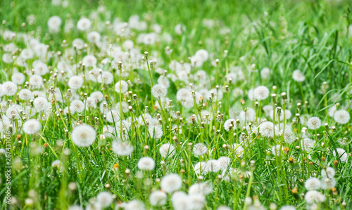 Green field with dandelions.