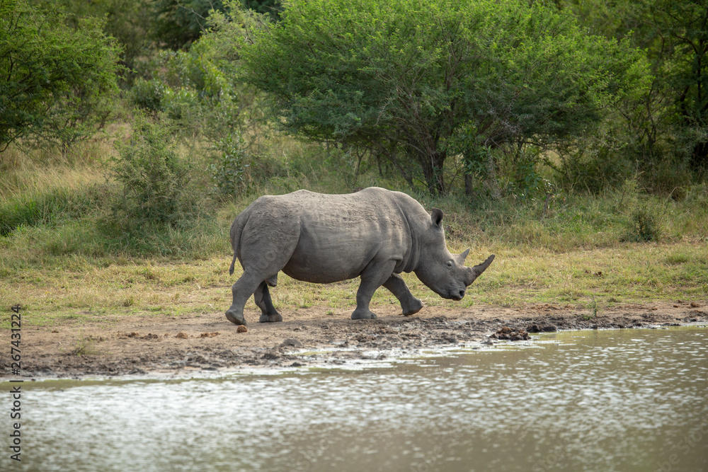 Fototapeta premium A massive bull white rhino also known as square lipped rhino