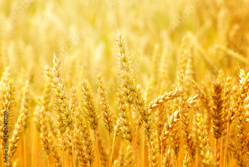 Fields of wheat at the end of summer fully ripe