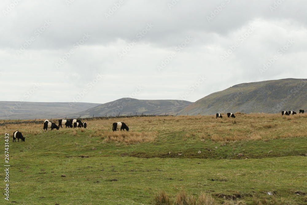 A landscape view of Belted Galloway Cows grazing in a meadow in the moors of Durham, UK.