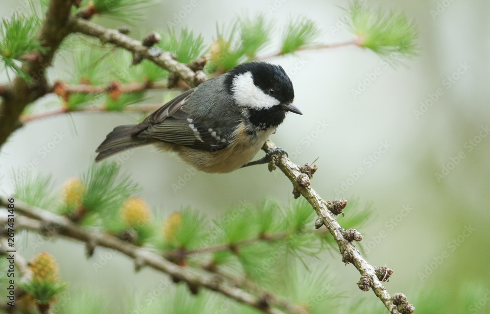 A cute Coal Tit, Periparus ater, perched on a Larch Tree. A cute Coal Tit, Periparus ater, perched on a Larch Tree.