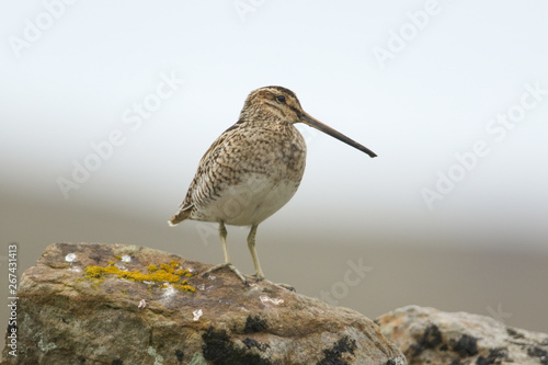 A pretty Snipe, Gallinago gallinago, perched on a rock in the moors of Durham, UK.