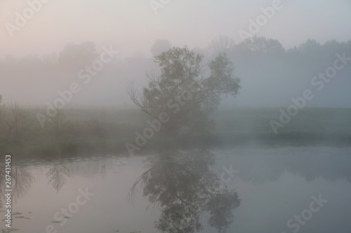 Foggy morning. Dawn outside the city. It will be a warm day. Reflection of a tree in a lake