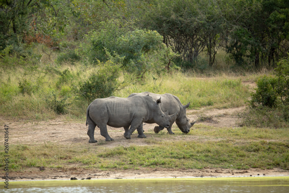 a crash of critically endangered white rhino a crash of critically endangered white rhino