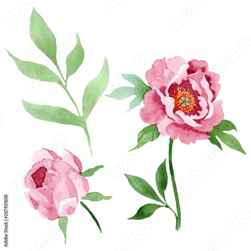 Fototapeta Naklejka Na Ścianę i Meble -  Dark red peony floral botanical flowers. Watercolor background illustration set. Isolated peony illustration element.