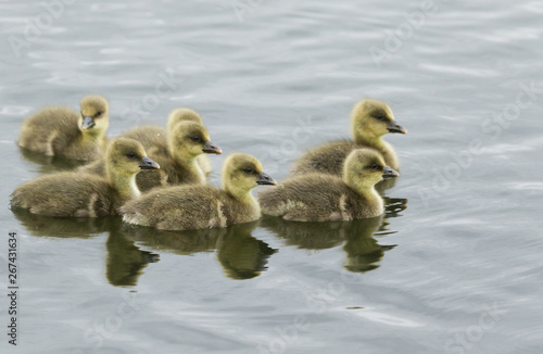 A sweet family of Greylag Goslings, Anser anser, swimming on a lake. © Sandra Standbridge