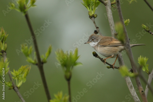 A stunning Whitethroat, Sylvia communis, perching on a branch in a tree in spring.