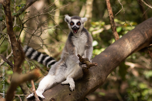Ring Tailed Lemur / Monkeyland / South Africa