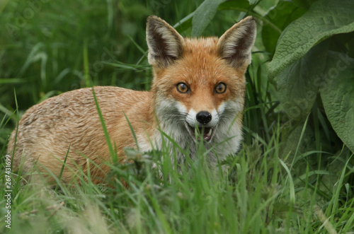 A magnificent wild Red Fox (Vulpes vulpes) hunting for food to eat in the long grass. 