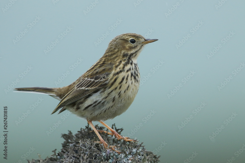 A pretty Meadow Pipit, Anthus pratensis, perched on a rock covered in lichen in the moors of Durham, UK. A pretty Meadow Pipit, Anthus pratensis, perched on a rock covered in lichen in the moors of Durham, UK.