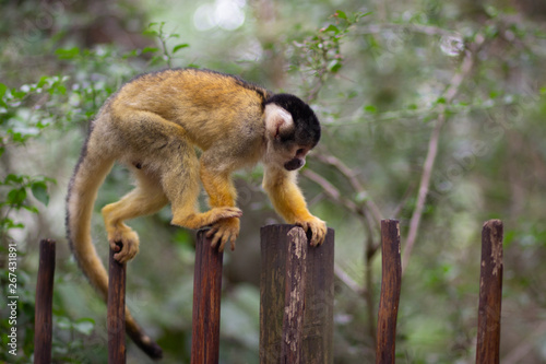 Black Capped Squirrel Monkey in Monkeyland Sanctuary / South Africa   photo