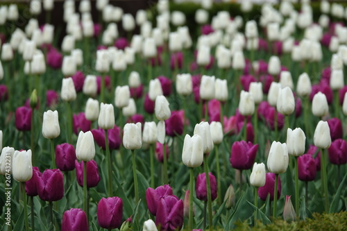  flower  tulips  spring