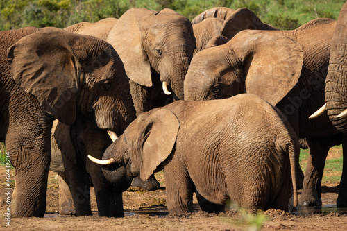 Herd of Elephants in Addo Elephant Park  © James_Kerwin