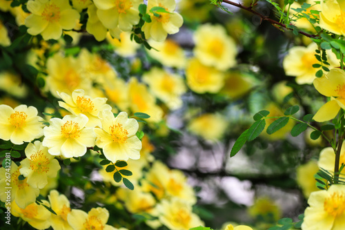 Beautiful yellow flowers bloomed on the branches of the bush in spring. Blooming tree in summer