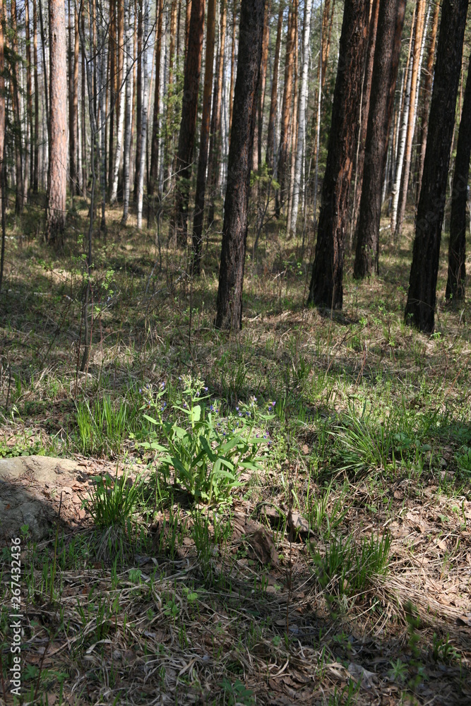 Obraz premium trees in forest