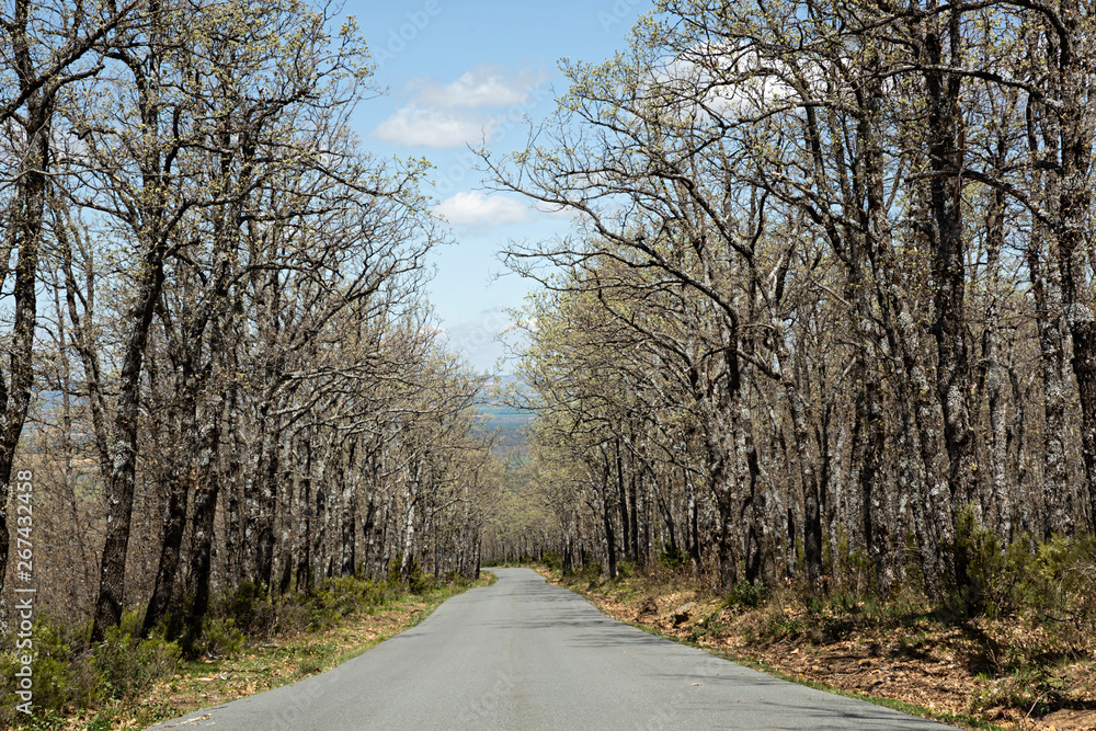 Carretera con bosque de robles.