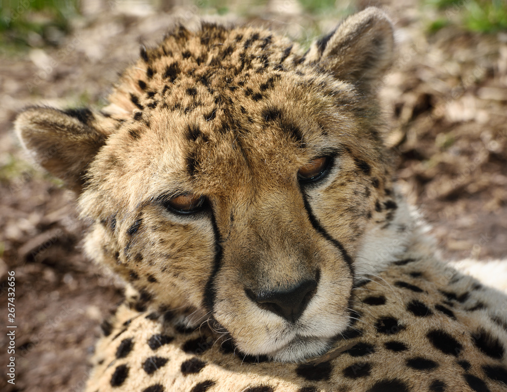 Face of captive Cheetah lying on the ground Face of captive Cheetah lying on the ground