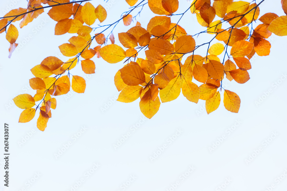 fall maple leaves - obrazy, fototapety, plakaty 