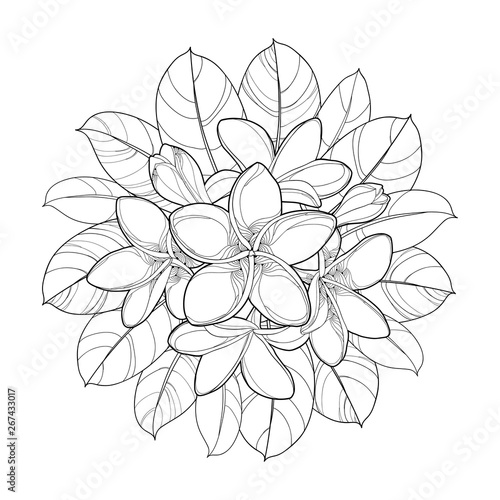 Round bouquet of outline Plumeria or Frangipani flower bunch, bud and ornate leaf in black isolated on white background.