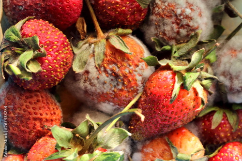 Old strawberries are covered with mold. photo