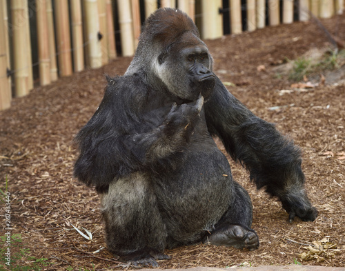 Canvas Print Captive male Western Lowland Gorilla scratching his chin