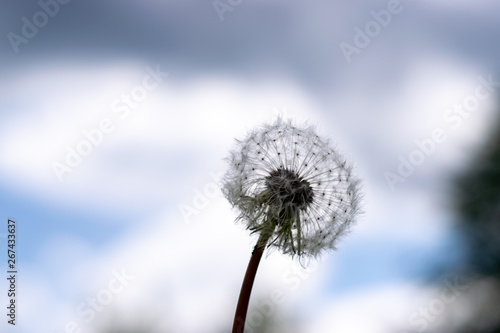 Dandelion with seeds blowing away in the wind across a clear blue sky with copy space