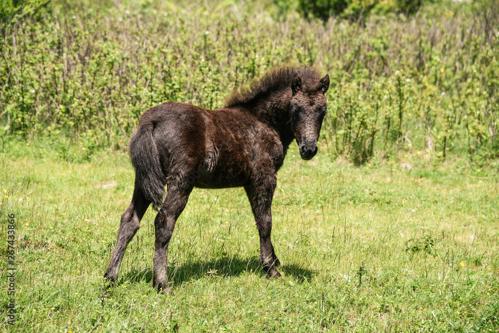 Wild Ponies at Grayson Highlands State Park in Jefferson National Forest in Virginia Wild Ponies at Grayson Highlands State Park in Jefferson National Forest in Virginia