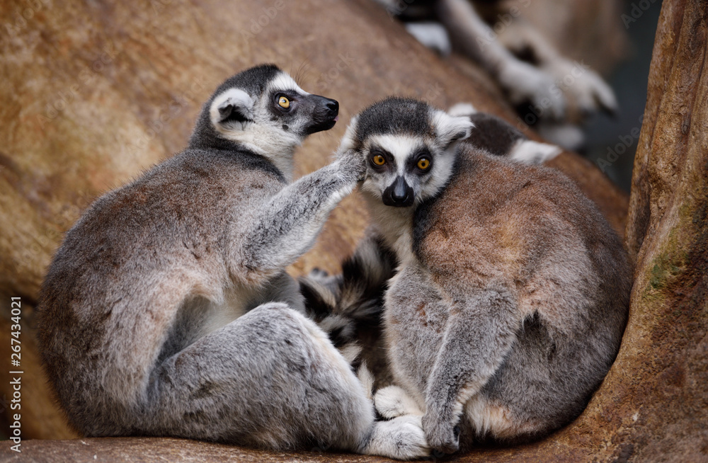 Fototapeta premium Pair of captive Ring Tailed Lemurs grooming in a tree perch