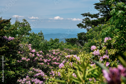 фотографія Grayson Highlands State Park in Jefferson National Forest in Virginia