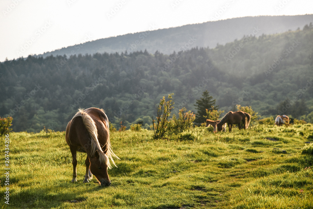 Wild Ponies at Grayson Highlands State Park in Jefferson National Forest in Virginia 