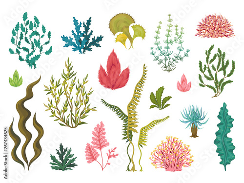 Seaweeds. Underwater ocean plants, sea coral elements, hand drawn ocean flourish algae, cartoon decorative drawing. Vector draw aquariums seaweed set
