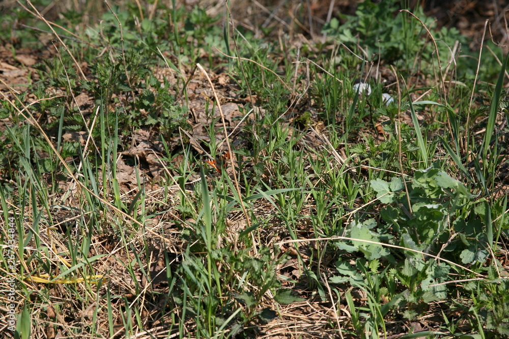 Grass Grass