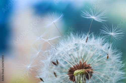 Beautiful dandelion flower with flying feathers on colorful bokeh background. Macro shot of summer nature scene.