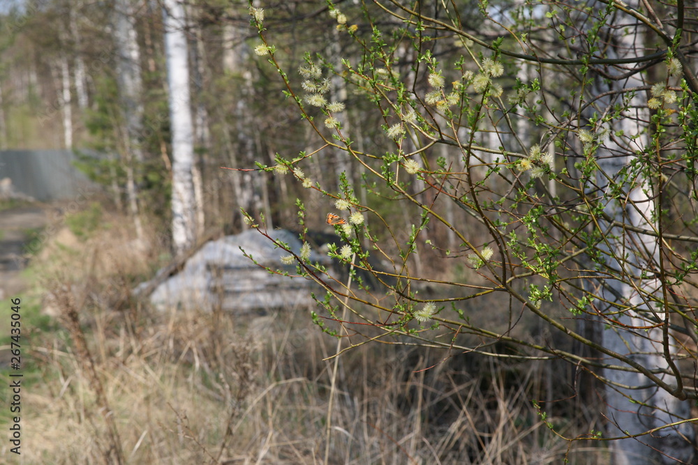 Fototapeta premium tree in forest