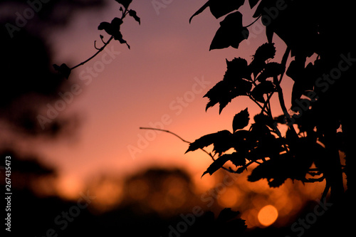 Sunset, framed with leaves