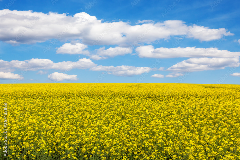 Field of blooming rape under a blue sky with clouds.