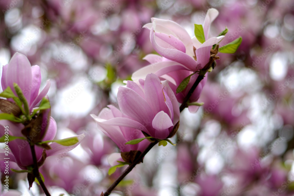 Obraz premium Flowers with Bokeh