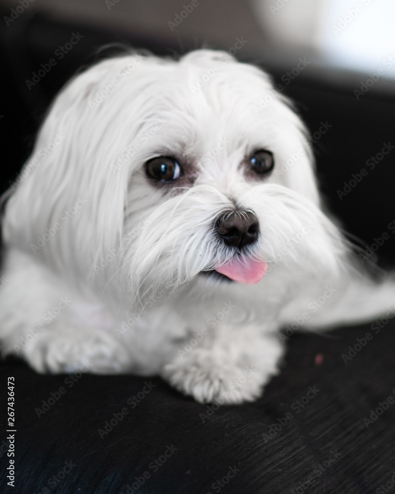 Maltese Dog Maltese Dog