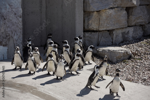 Obraz na plátně Colony of captive African Penguins on land looking for food