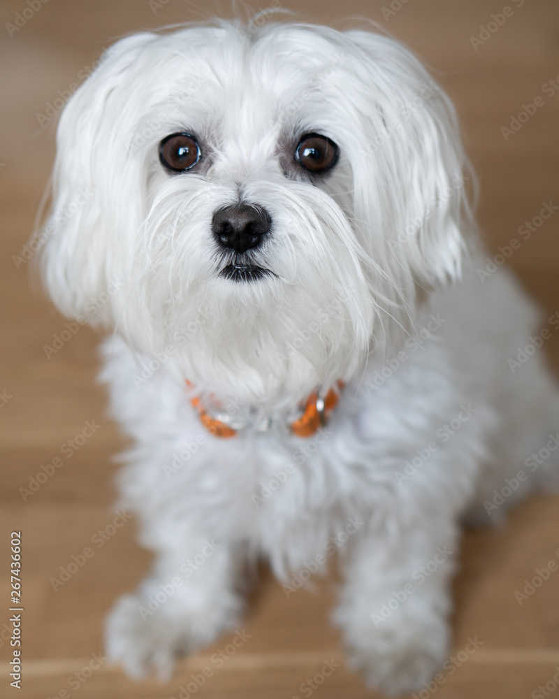 Maltese Dog Maltese Dog
