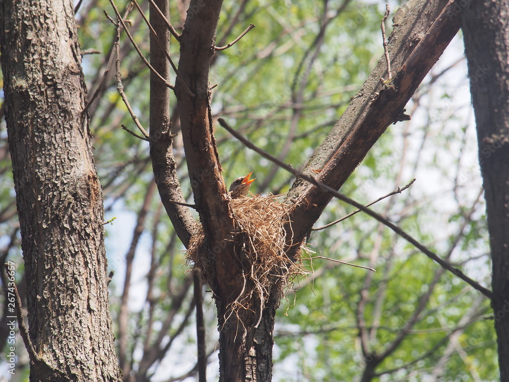 Fototapeta premium Blackbird sitting in a nest on the tree. Hatching a clutch of eggs.