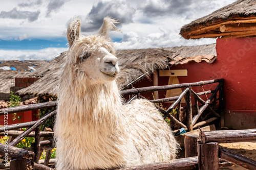 Alpaca in the small town in Chinchero, Peru. photo
